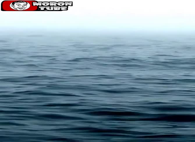 Video :Tourists are mesmerized by humpback whales' enormous leaps out of the water
